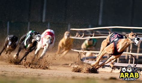 greyhound odds comparison|Greyhound Odds .